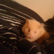 Hamster Gregers *RIP*