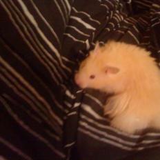 Hamster Gregers *RIP*