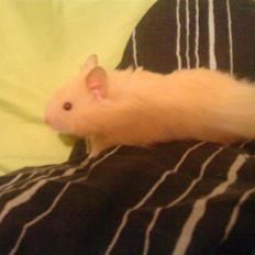 Hamster Gregers *RIP*