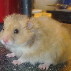 Hamster Malthes Heimdal