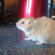 Hamster Malthes Heimdal