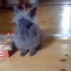 Kanin Prinsesse Malou