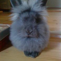 Kanin Prinsesse Malou