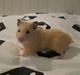 Hamster Bailey