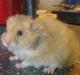 Hamster Malthes Heimdal