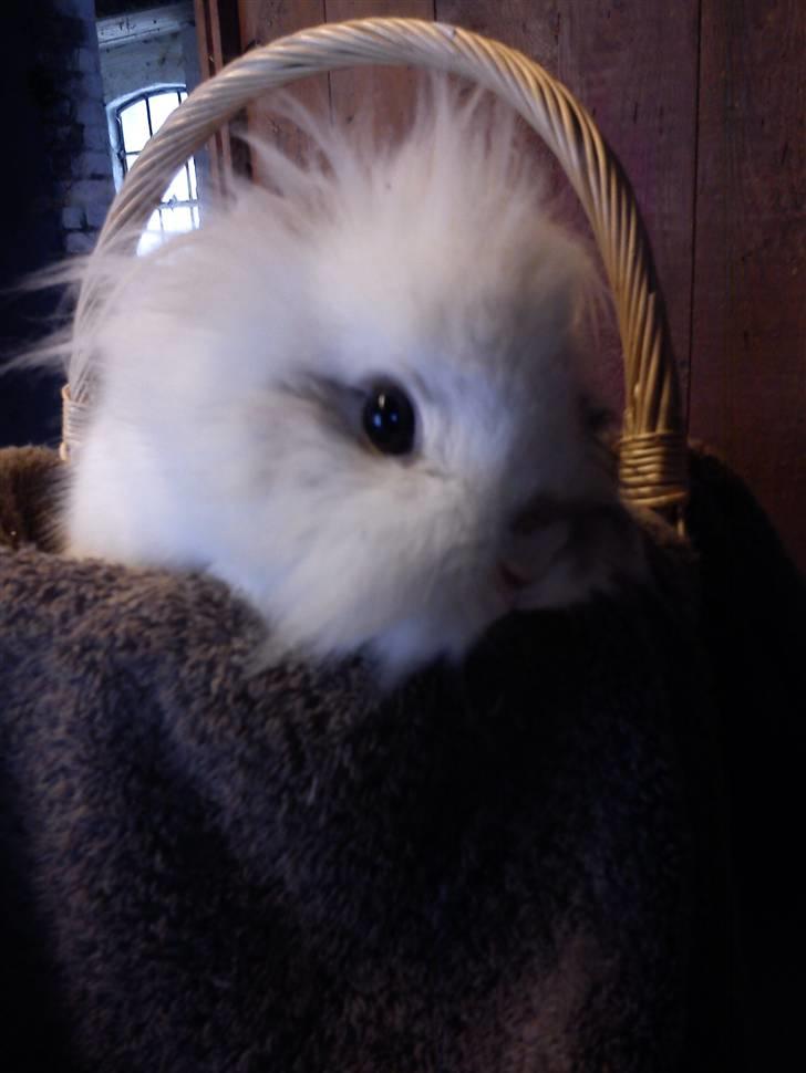 Kanin Snupti billede 7