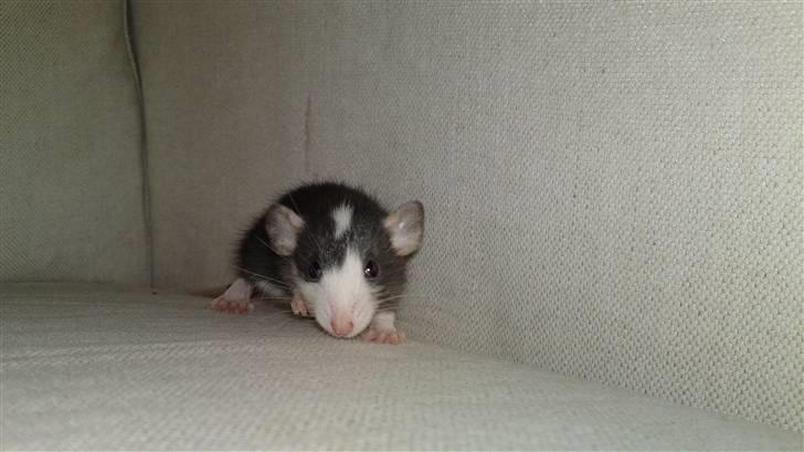 Tamrotte Gemini of Pilegaard *RIP* - 3 uger billede 18