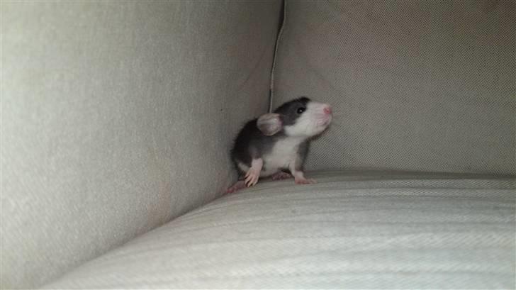 Tamrotte Gemini of Pilegaard *RIP* - 3 uger billede 19