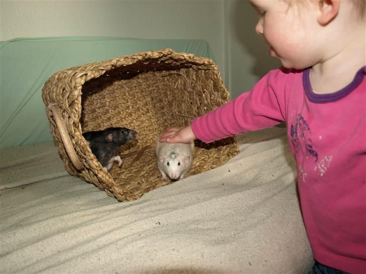 Tamrotte Gemini of Pilegaard *RIP* - D. 17. april 2011 billede 7