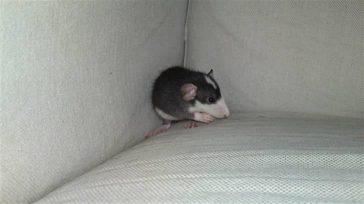 Tamrotte Gemini of Pilegaard *RIP* - 3 uger billede 20