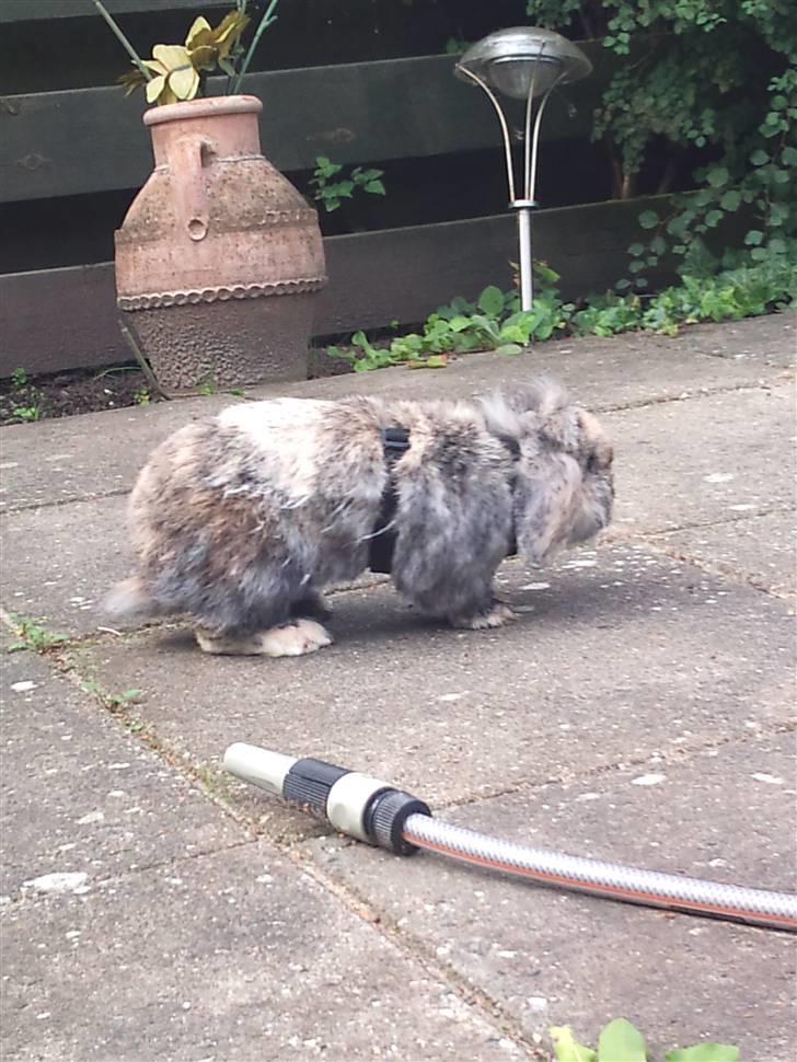 Kanin  Hvepsen † R.I.P † SAVNET billede 12