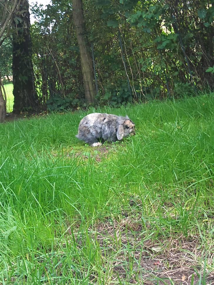 Kanin  Hvepsen † R.I.P † SAVNET billede 13