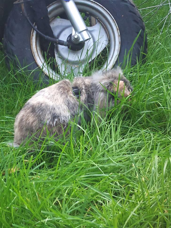 Kanin  Hvepsen † R.I.P † SAVNET billede 14