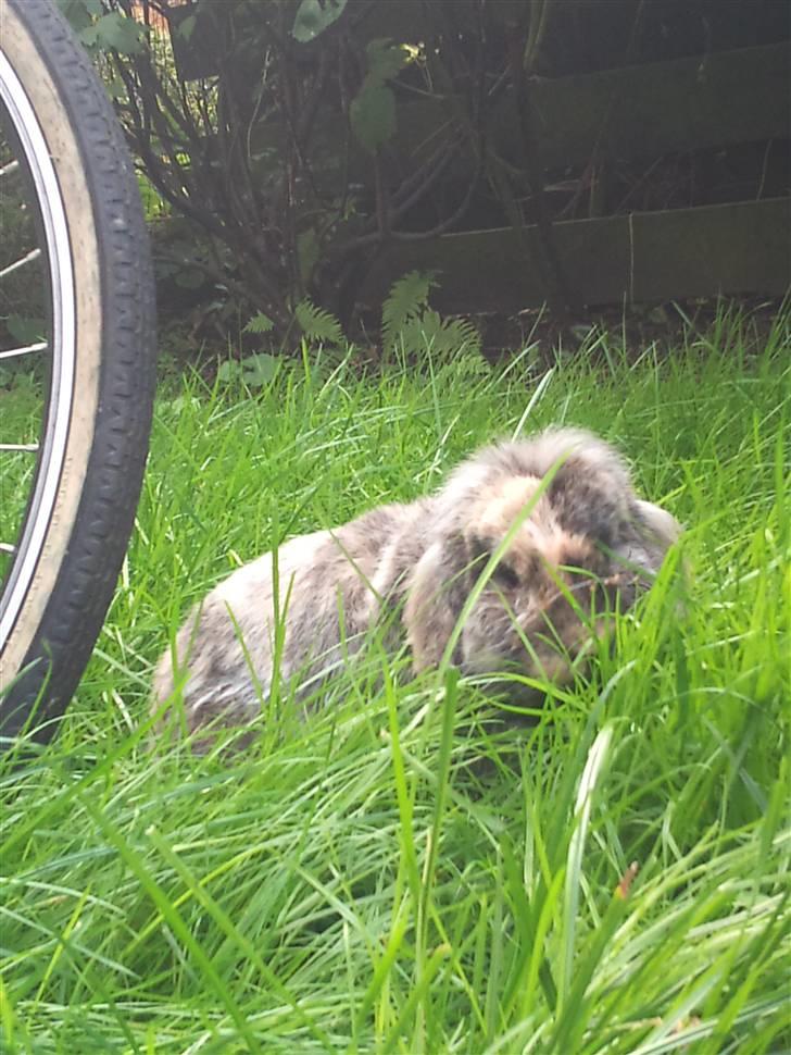 Kanin  Hvepsen † R.I.P † SAVNET billede 15