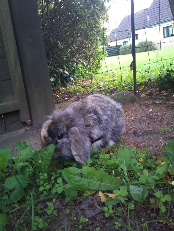 Kanin  Hvepsen † R.I.P † SAVNET billede 16