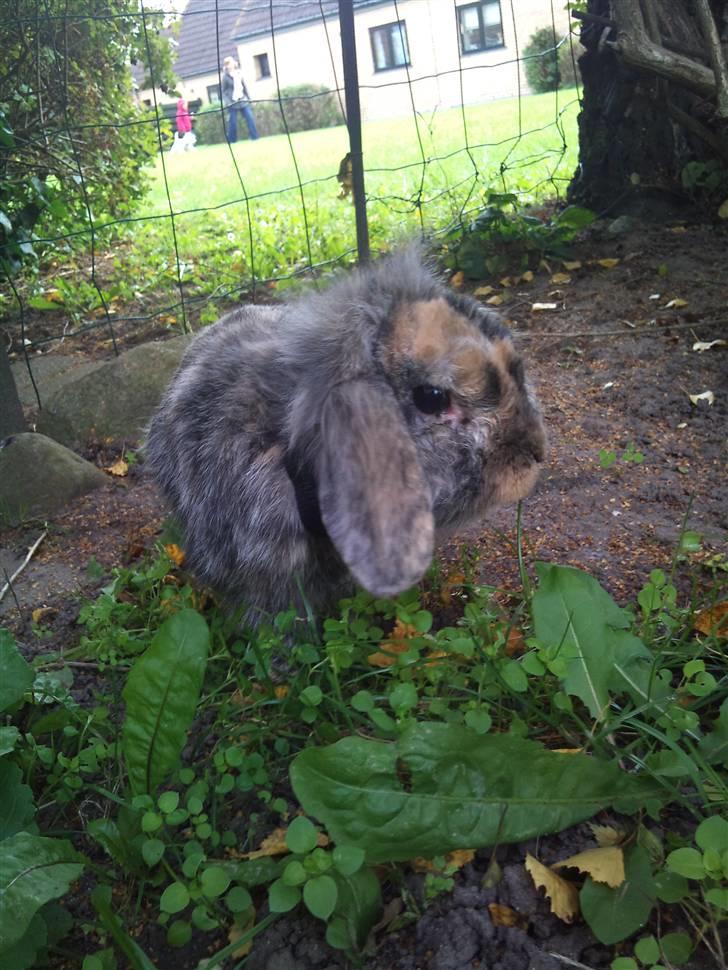 Kanin  Hvepsen † R.I.P † SAVNET billede 17