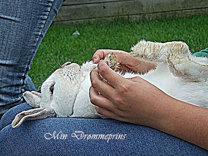 Kanin Canaada von havregryn billede 18