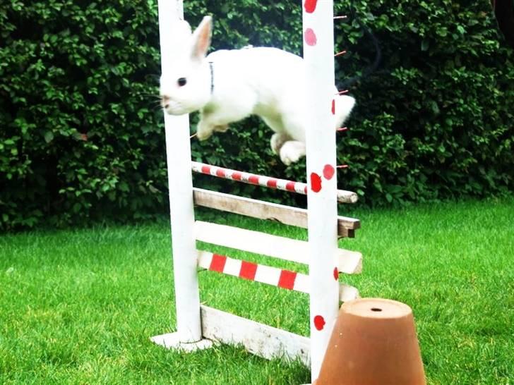 Kanin Canaada von havregryn billede 19