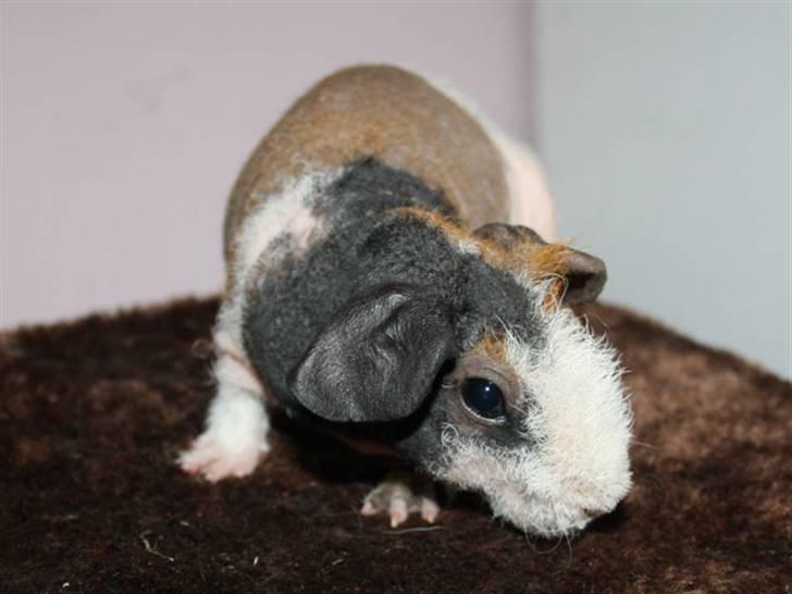 Marsvin Olivia billede 1