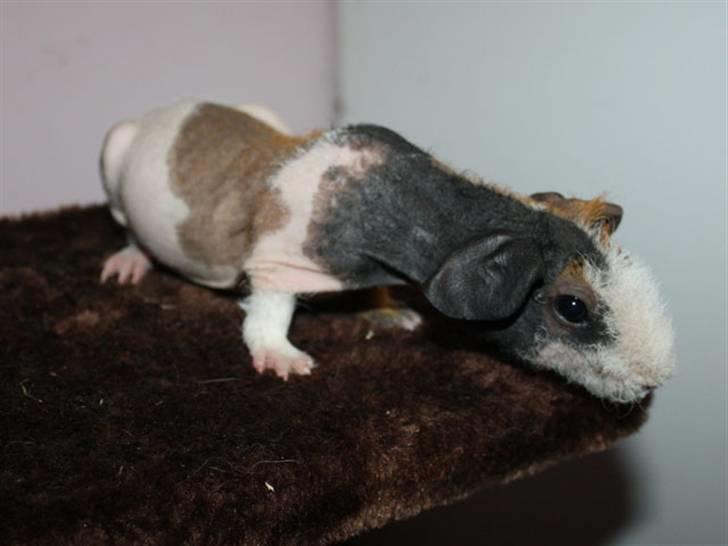 Marsvin Olivia billede 2