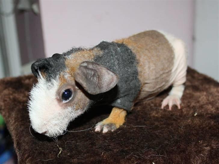 Marsvin Olivia billede 3