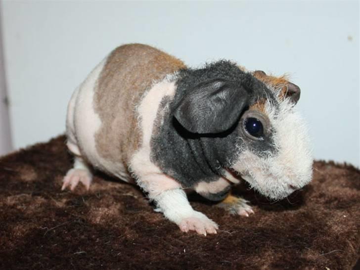 Marsvin Olivia billede 4