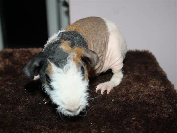 Marsvin Olivia billede 5