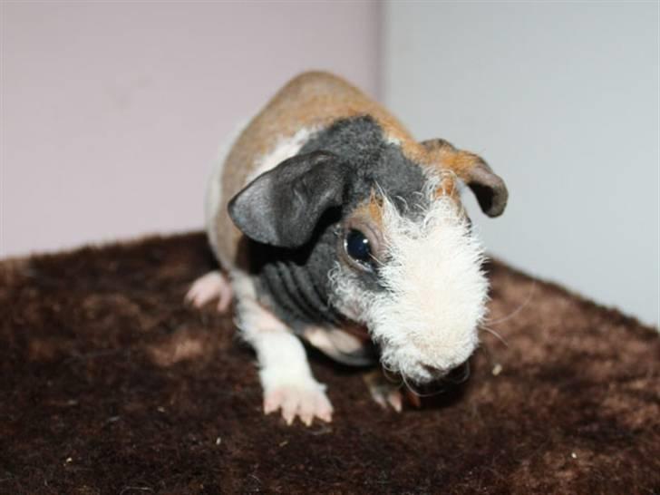 Marsvin Olivia billede 6