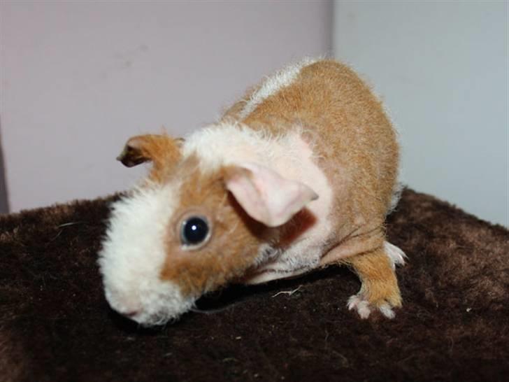 Marsvin Cirkeline billede 1