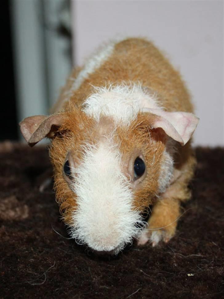 Marsvin Cirkeline billede 2