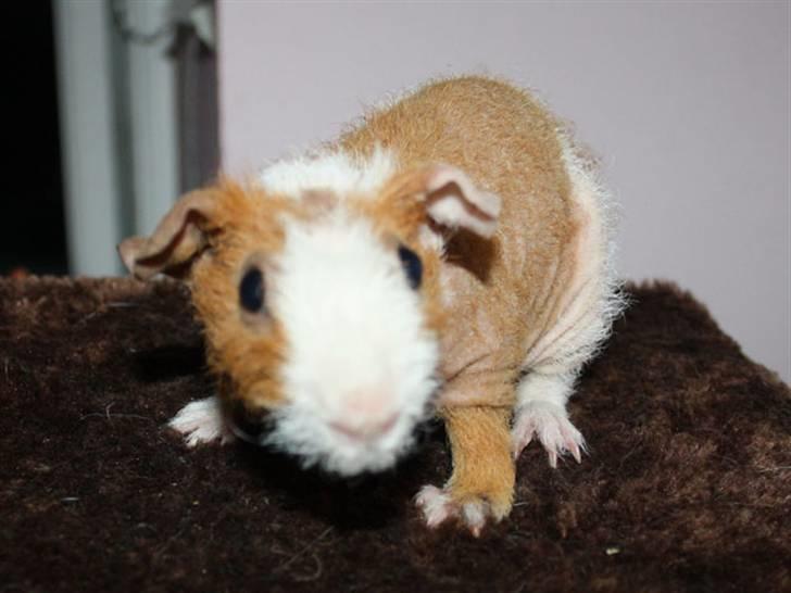 Marsvin Cirkeline billede 3