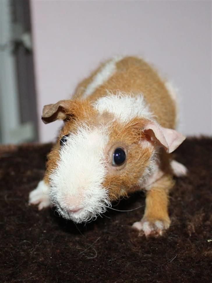 Marsvin Cirkeline billede 4