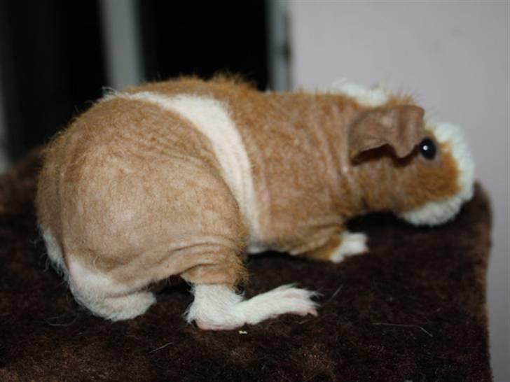 Marsvin Cirkeline billede 5