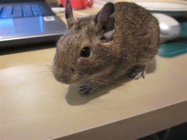 Degu Duffy billede 10