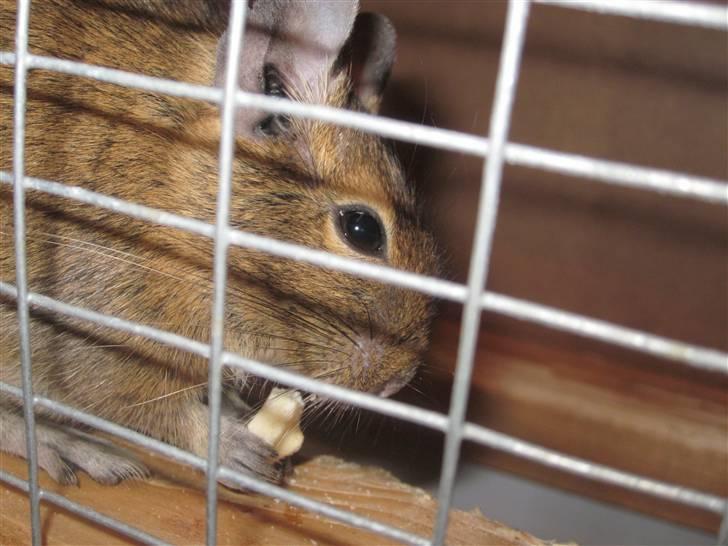 Degu Duffy billede 8