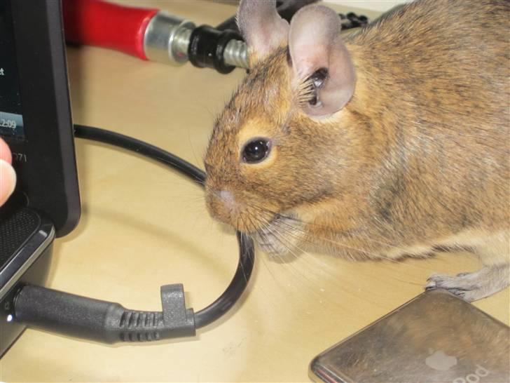 Degu Duffy billede 11