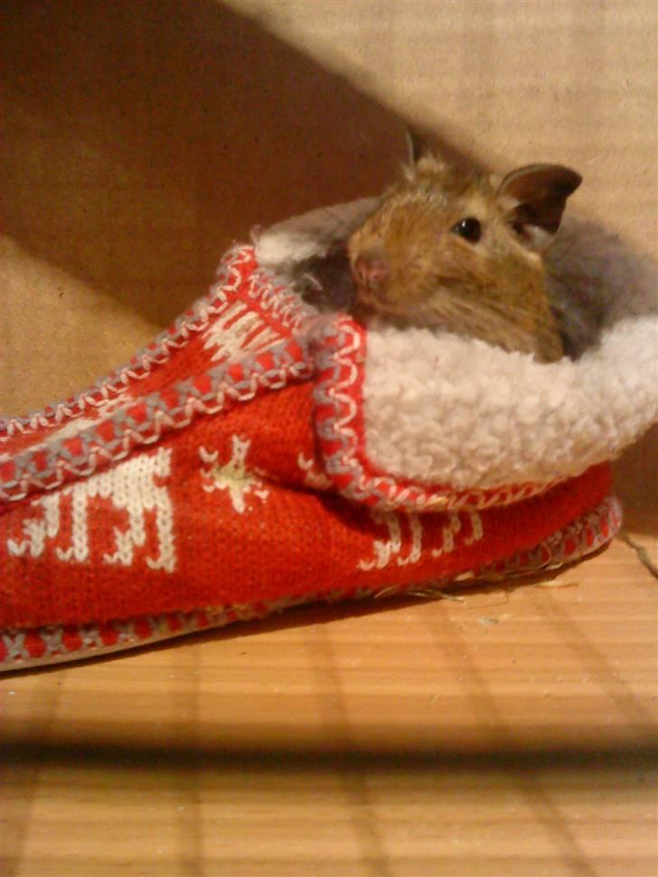 Degu Duffy billede 13