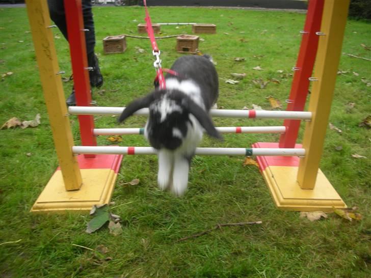 Kanin Snøvsen<3 * Snart solgt* billede 2