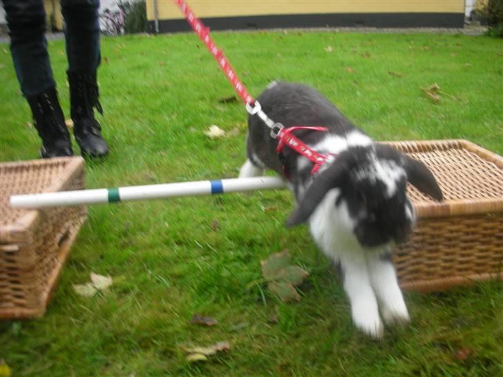 Kanin Snøvsen<3 * Snart solgt* billede 3