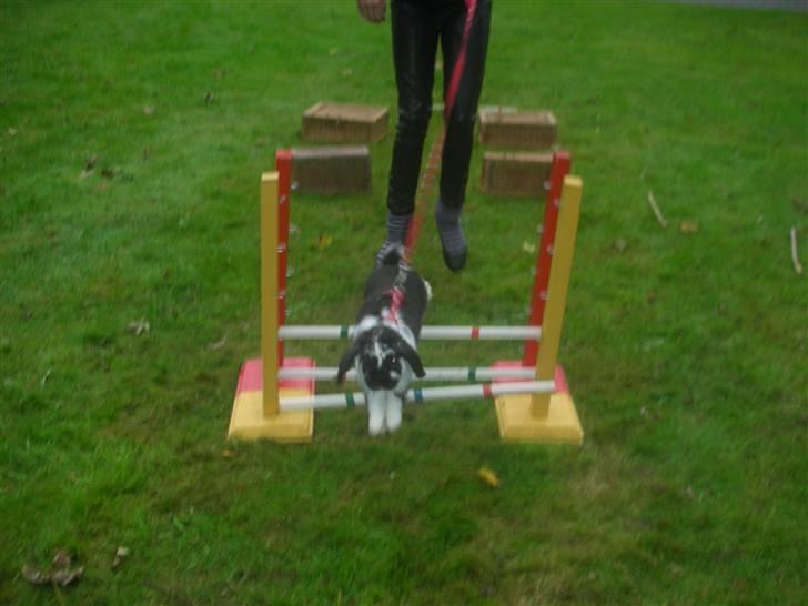 Kanin Snøvsen<3 * Snart solgt* billede 4