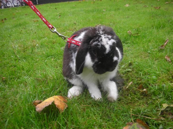 Kanin Snøvsen<3 * Snart solgt* billede 5