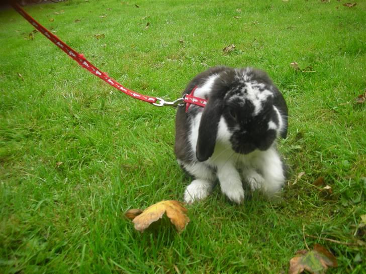 Kanin Snøvsen<3 * Snart solgt* billede 6