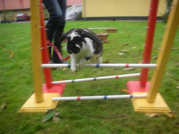 Kanin Snøvsen<3 * Snart solgt* billede 7