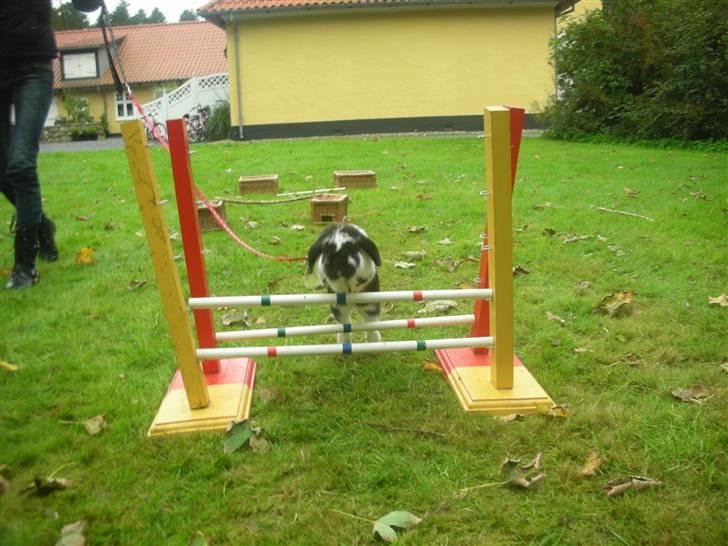 Kanin Snøvsen<3 * Snart solgt* billede 8