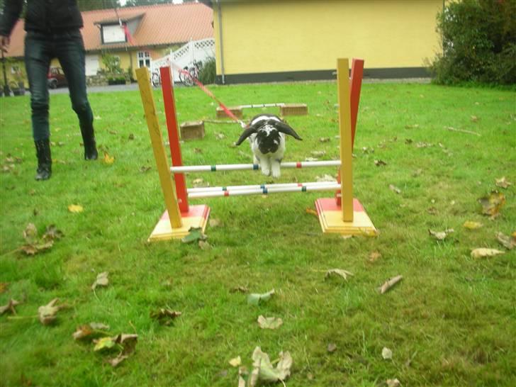 Kanin Snøvsen<3 * Snart solgt* billede 9