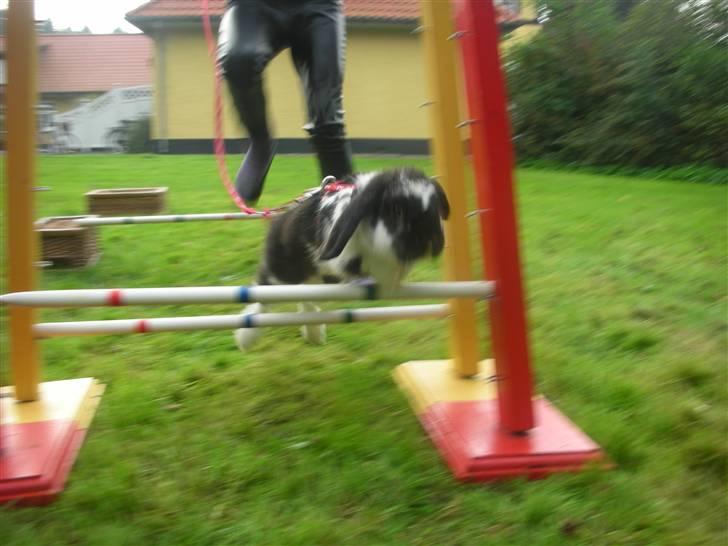 Kanin Snøvsen<3 * Snart solgt* billede 10