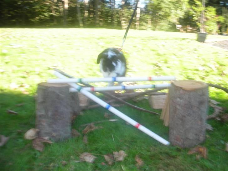 Kanin Snøvsen<3 * Snart solgt* billede 11