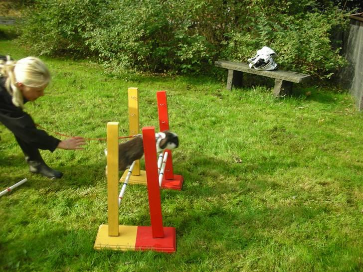 Kanin Snøvsen<3 * Snart solgt* billede 12