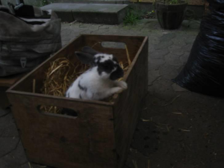 Kanin Hoppsernes Fiona billede 11