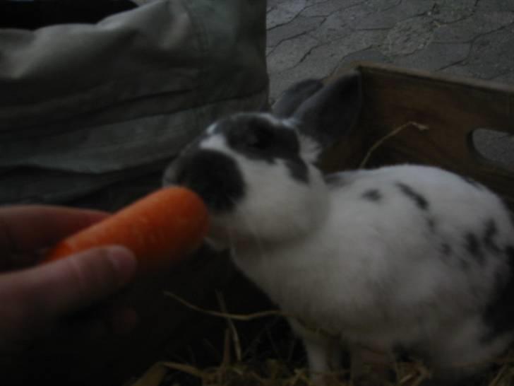 Kanin Hoppsernes Fiona billede 12